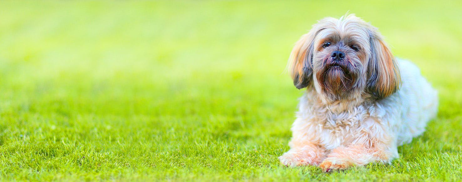 Dog Names Meaning Gentle Popular Male And Female Names Wag 